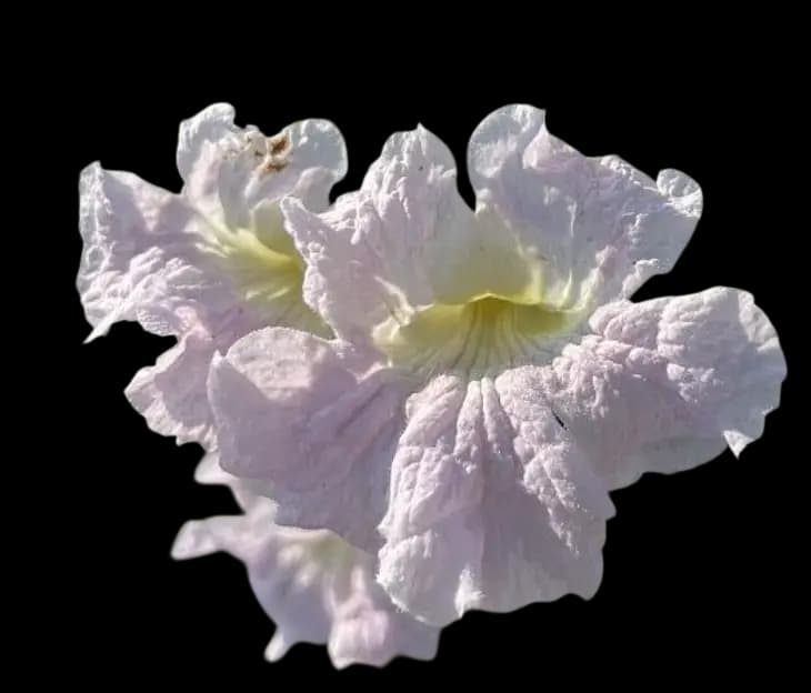 Dwarf White Trumpet – Tabebuia bahamensis - thumbnail 2