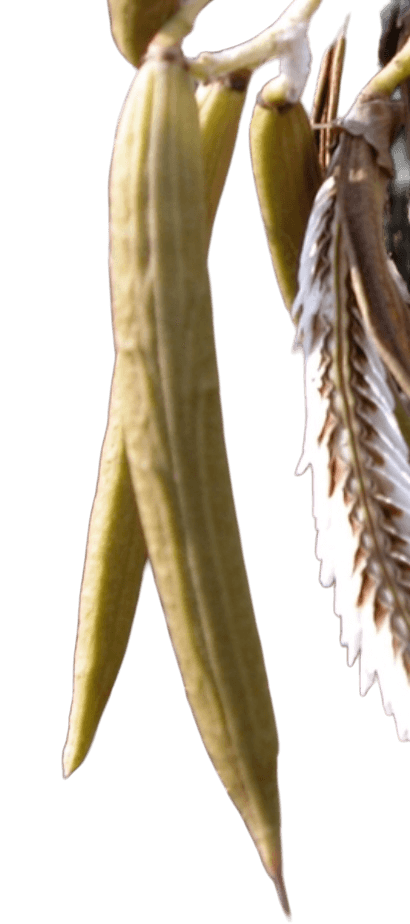 Dwarf White Trumpet – Tabebuia bahamensis - thumbnail 3