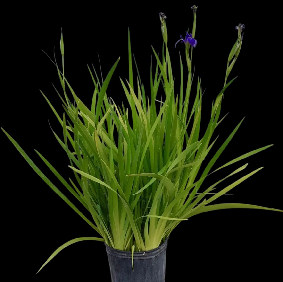 Virginia blue flag iris – Iris virginica