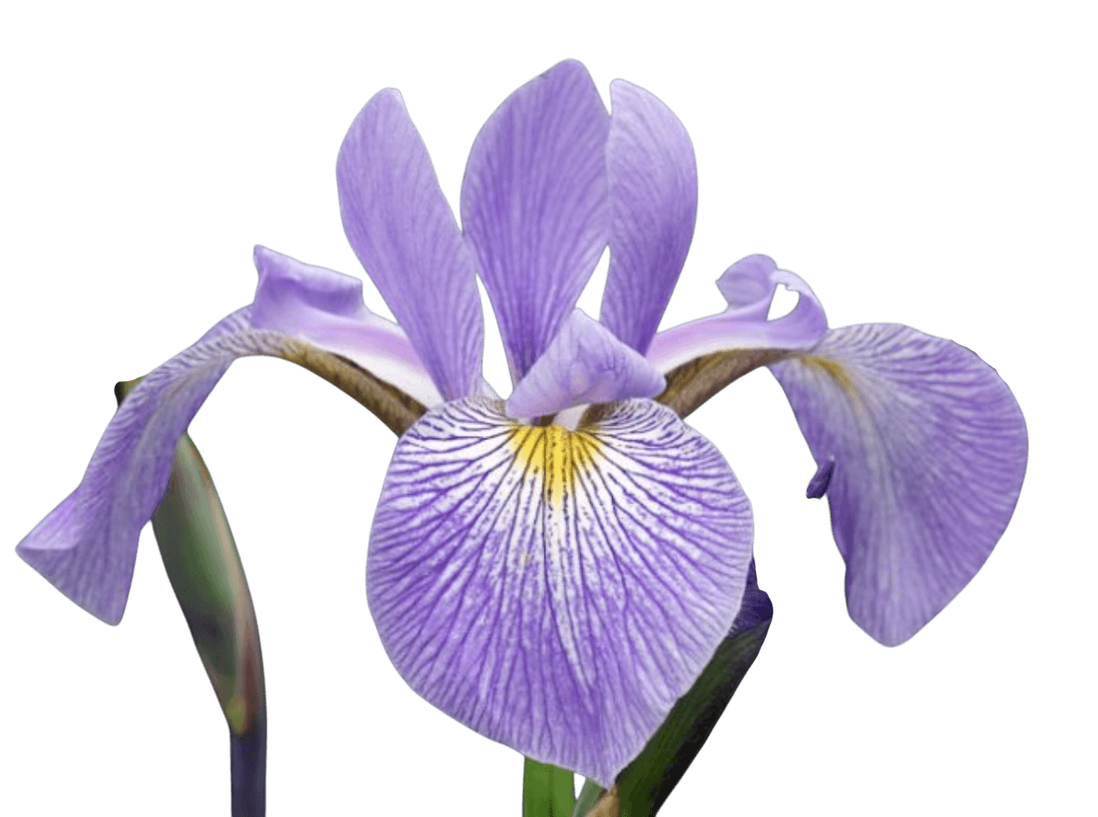 Virginia blue flag iris – Iris virginica - thumbnail 2