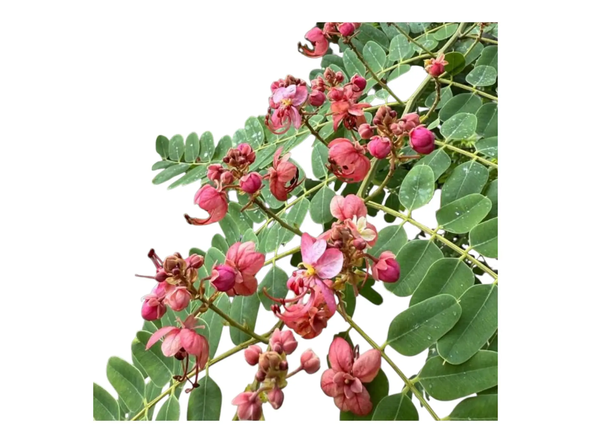 Red Cassia – Cassia roxburghii - thumbnail 2