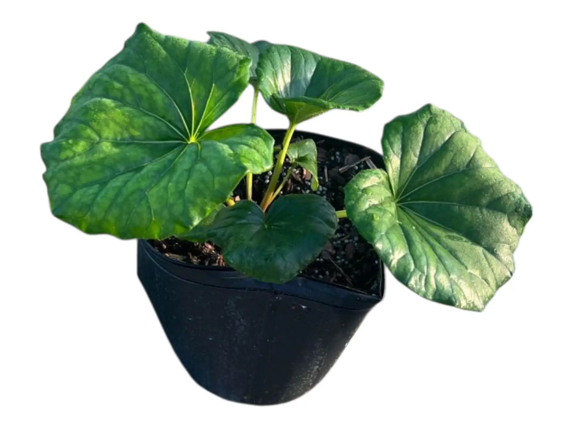 Giant Leopard plant, Ligularia tussilaginea – Farfugium japonicum ‘Gigantea’