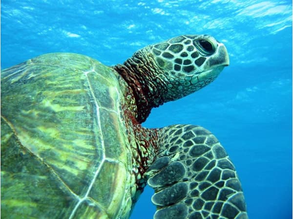 Captain Bob’s Sailing Oahu - thumbnail 4