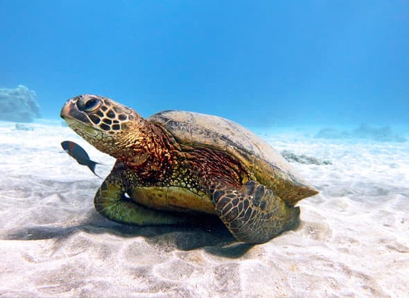 Maui Magic Molokini Snorkel - thumbnail 9