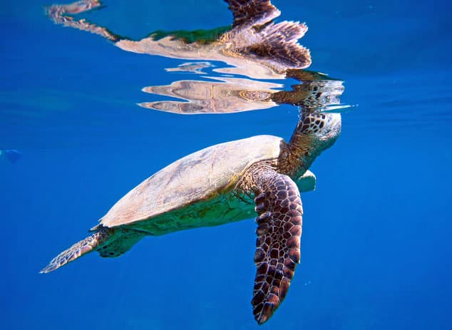 Maui Magic Molokini Snorkel - thumbnail 8