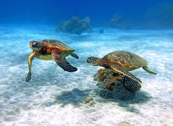 Maui Magic Molokini Snorkel - thumbnail 6