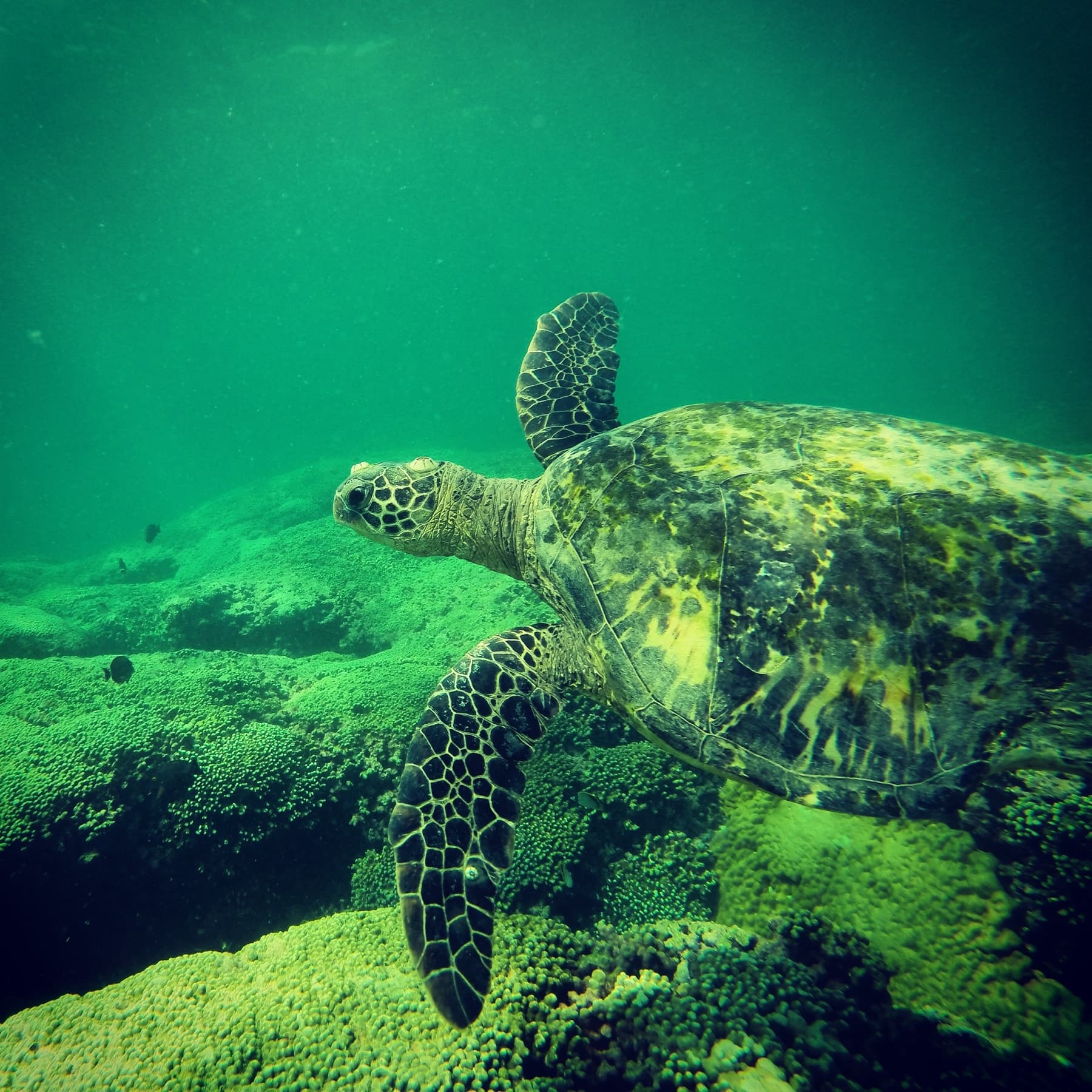 Oahu Surf & Kayak - thumbnail 8