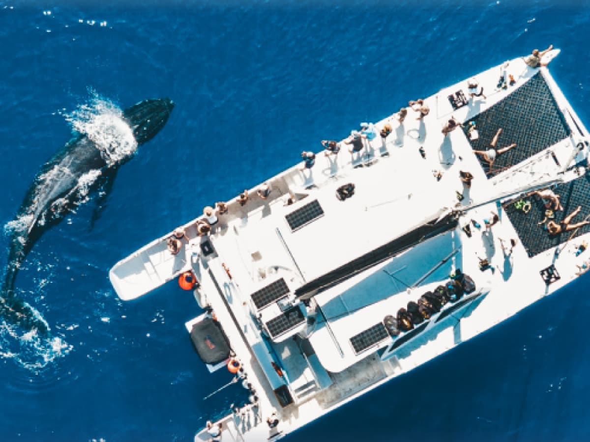 Sail Maui Lanai Coastal Snorkel - thumbnail 4