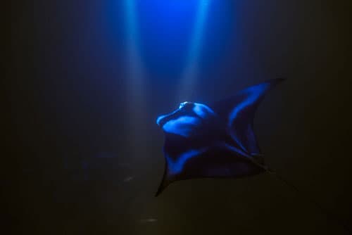 Anelakai Kona Manta Night Snorkel