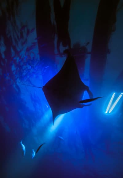 Anelakai Kona Manta Night Snorkel - thumbnail 3