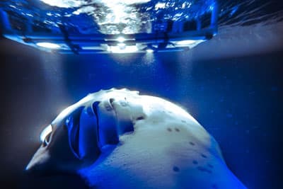 Anelakai Kona Manta Night Snorkel - thumbnail 4