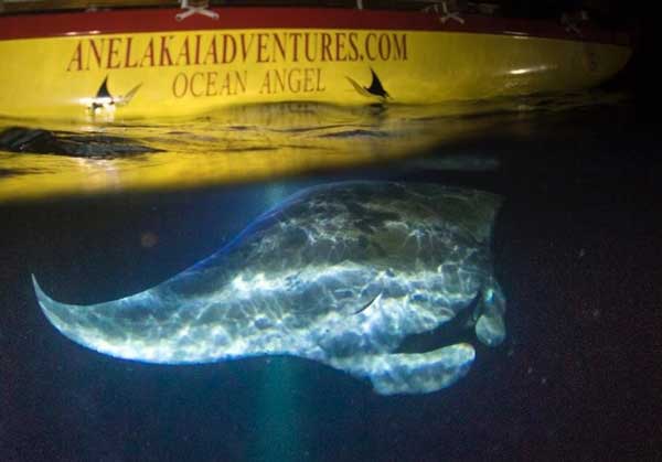 Anelakai Kona Manta Night Snorkel - thumbnail 2