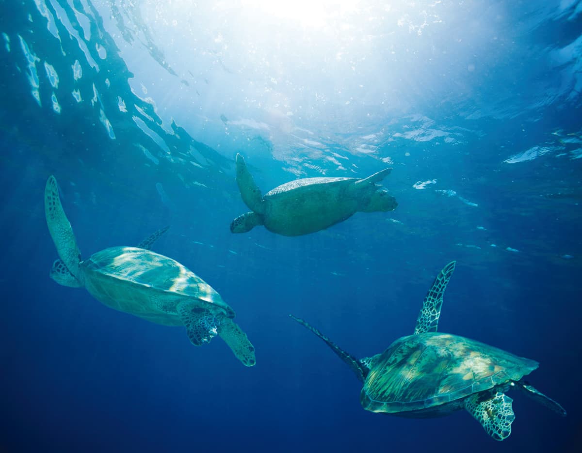 Hawaii Nautical Premium Waikiki Turtle Snorkel – Oahu - thumbnail 4