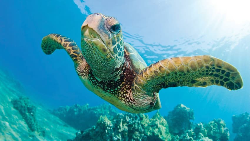 Hawaii Nautical Premium Waikiki Turtle Snorkel – Oahu - thumbnail 3