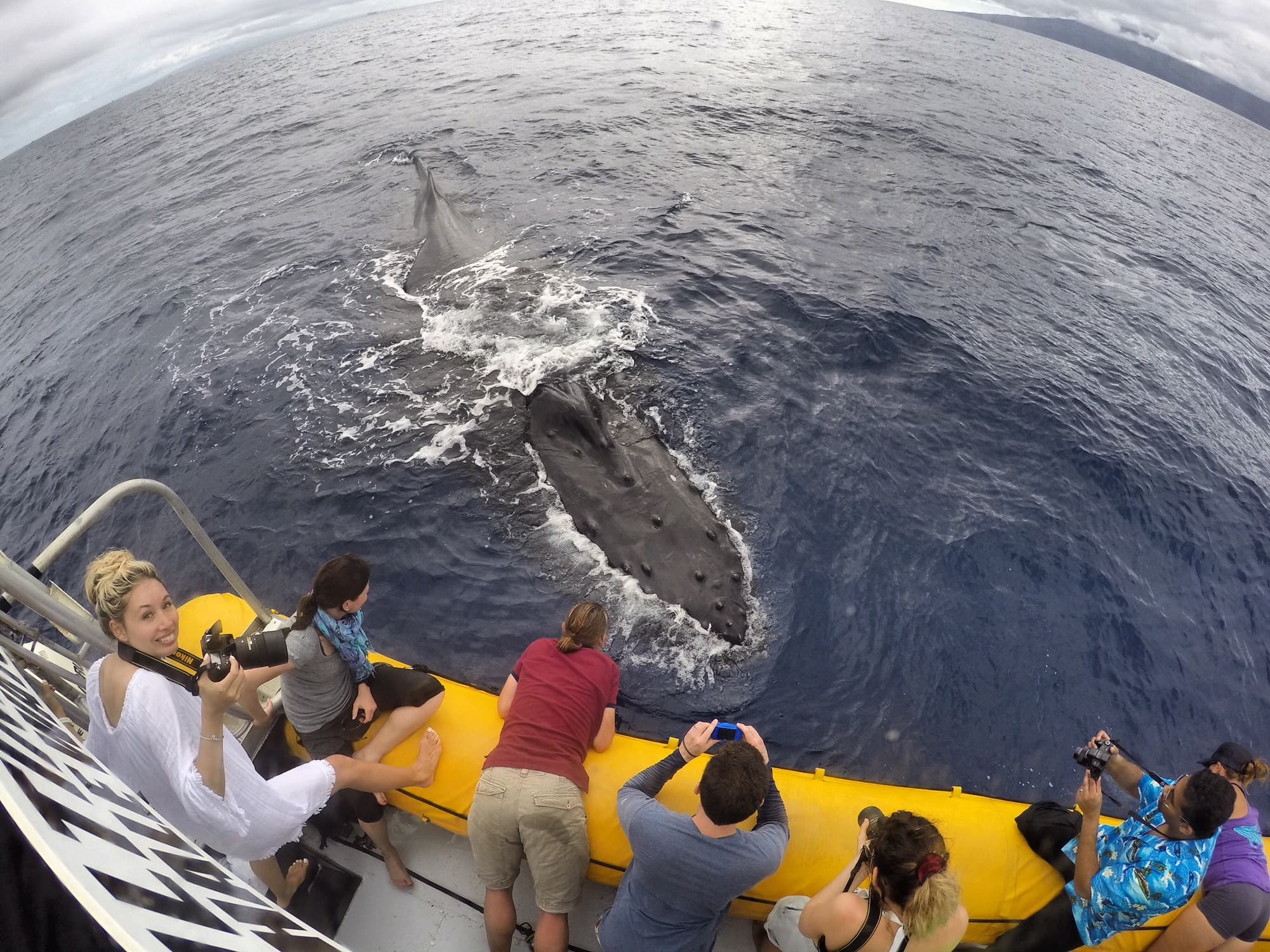 Ultimate Rafting Whale Watch - thumbnail 2