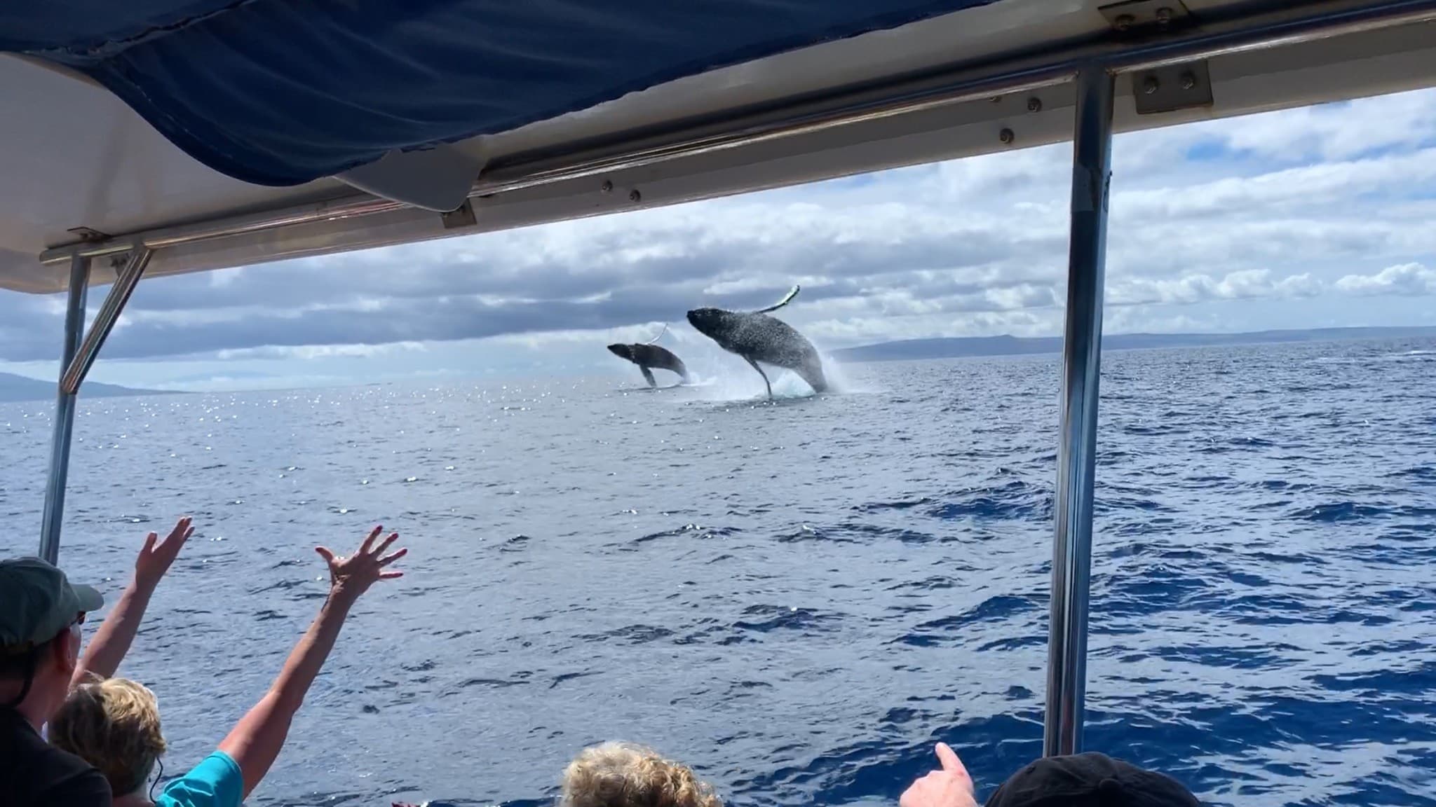 Ultimate Rafting Whale Watch - thumbnail 9