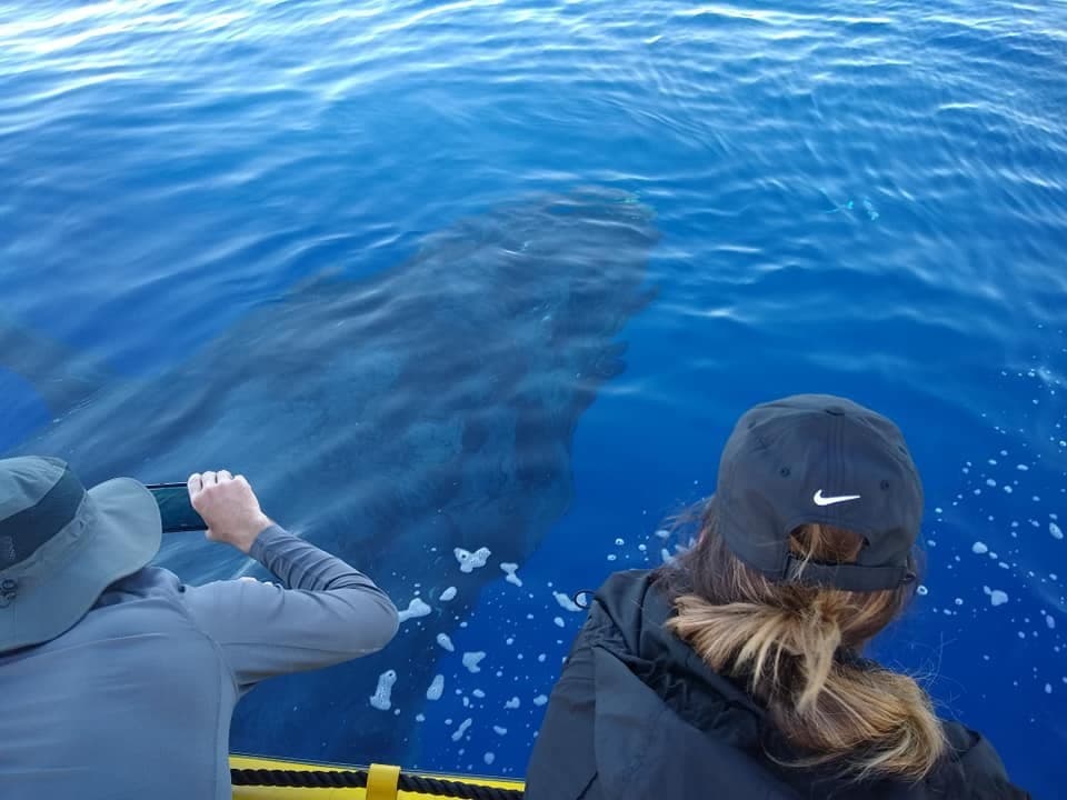 Ultimate Rafting Whale Watch - thumbnail 8