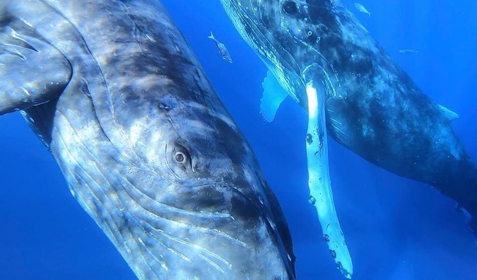 Ultimate Rafting Whale Watch - thumbnail 7