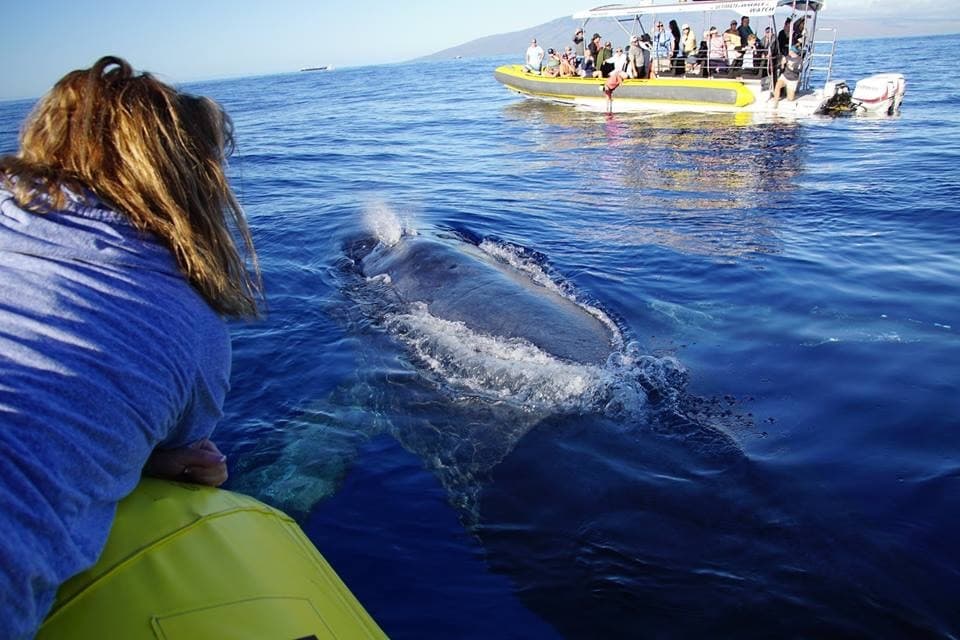 Ultimate Rafting Whale Watch - thumbnail 3