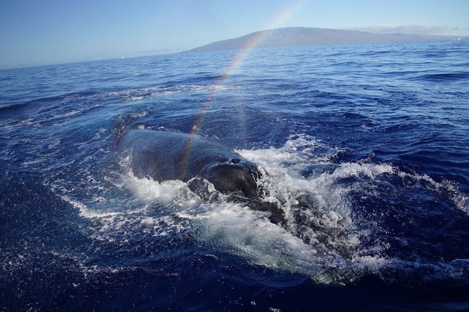 Ultimate Rafting Whale Watch - thumbnail 6