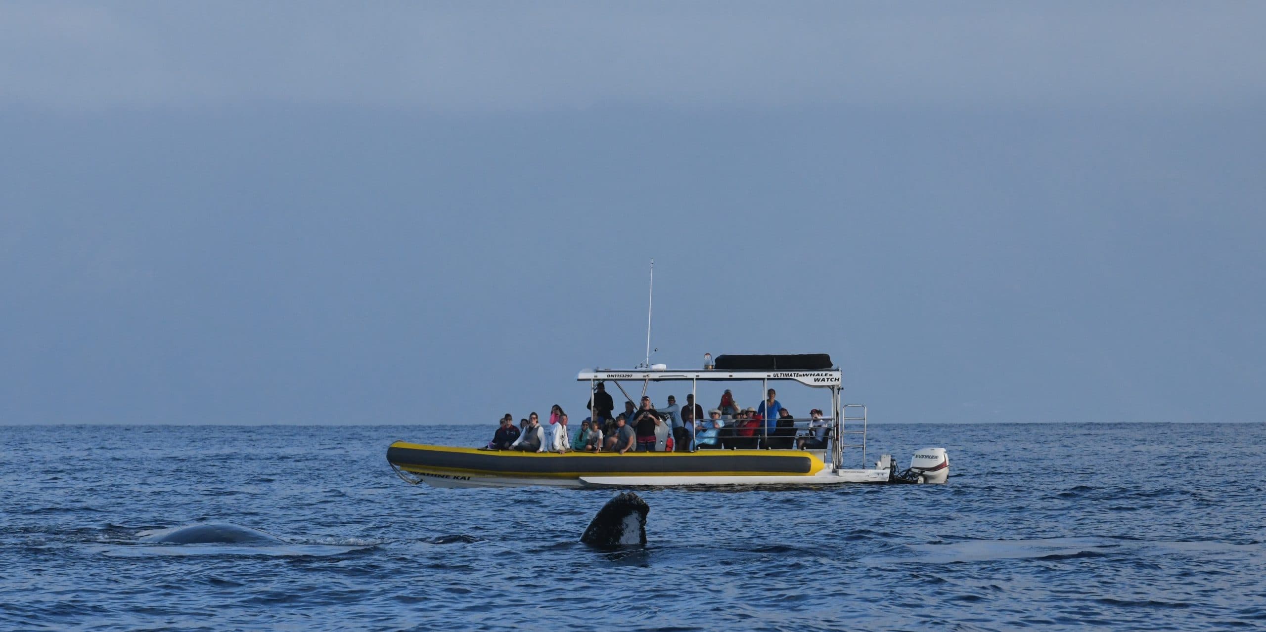 Ultimate Rafting Whale Watch - thumbnail 5