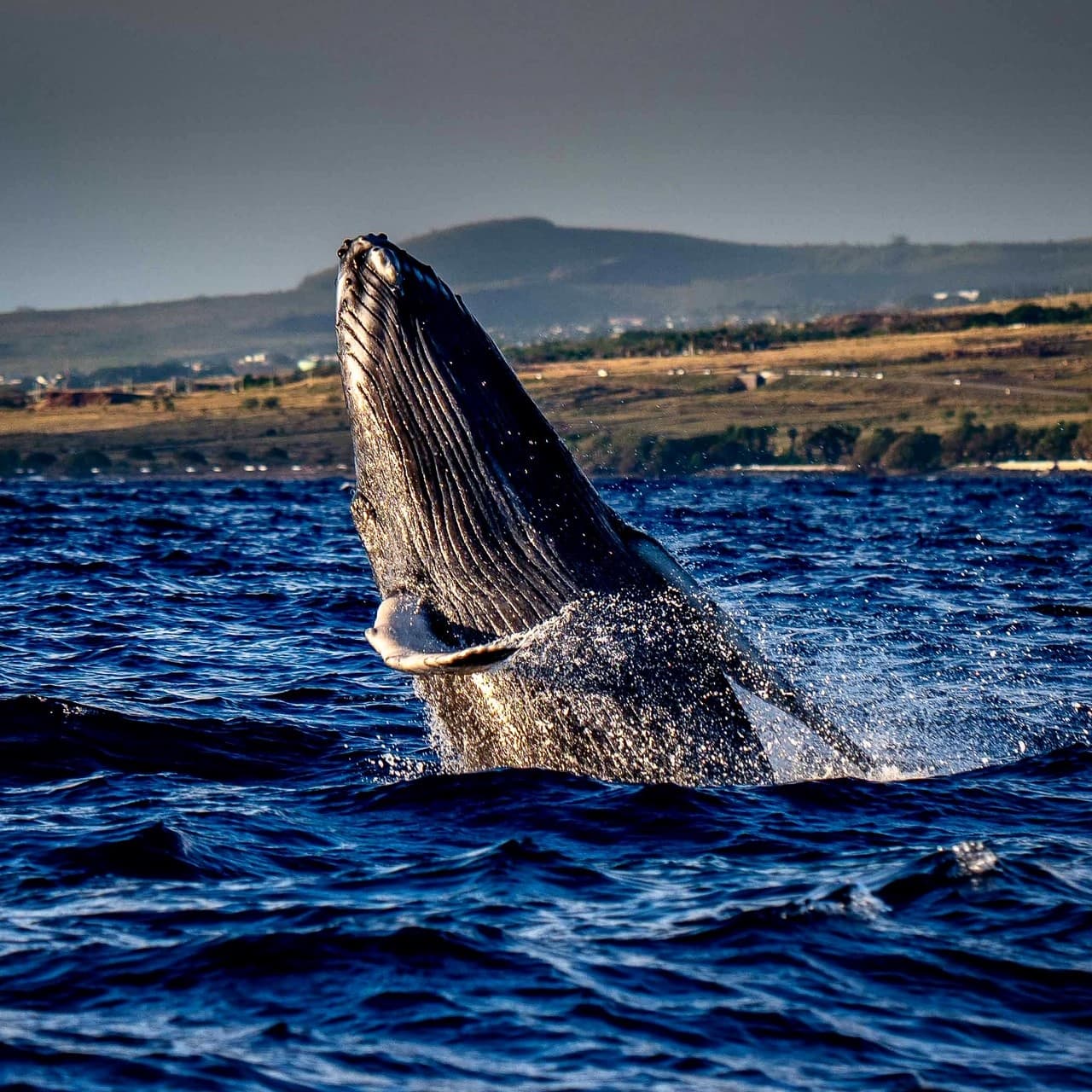 Ultimate Rafting Whale Watch - thumbnail 4