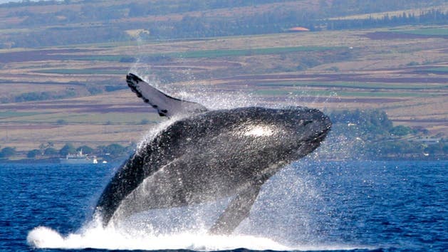 Pacific Whale Foundation Whale Watch - thumbnail 6