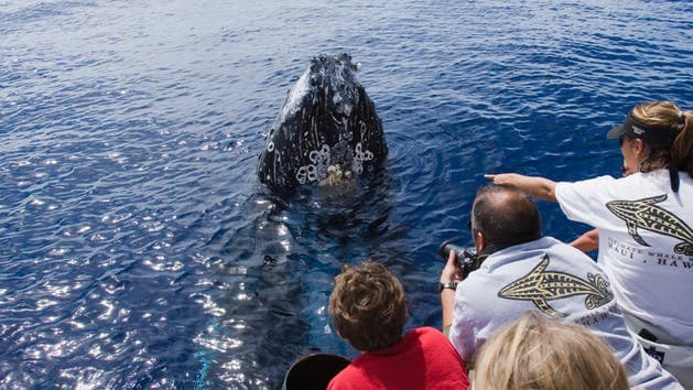 Pacific Whale Foundation Whale Watch - thumbnail 2