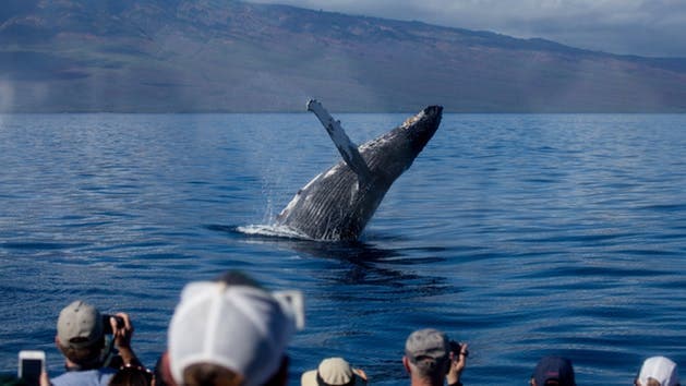 Pacific Whale Foundation Whale Watch - thumbnail 4
