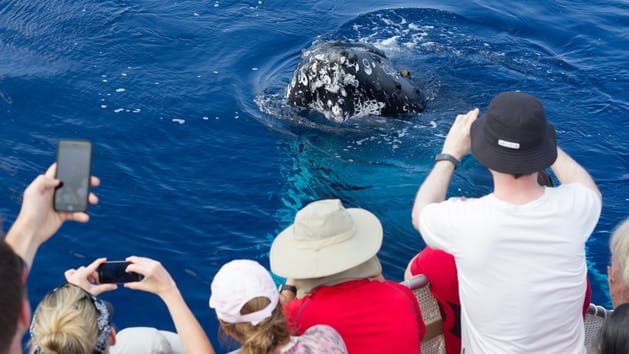 Pacific Whale Foundation Whale Watch - thumbnail 5