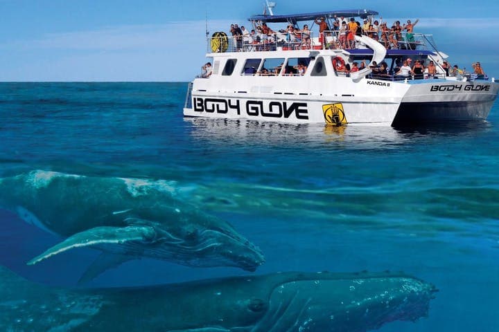 Body Glove Kona Whale Watch