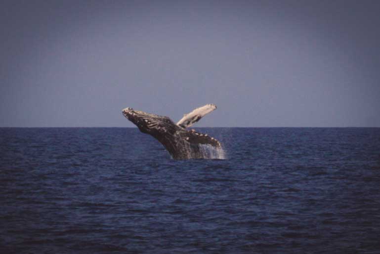 Hawaii Nautical Whale Watch – Oahu