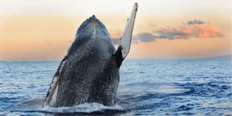 Seafire Whale Watch