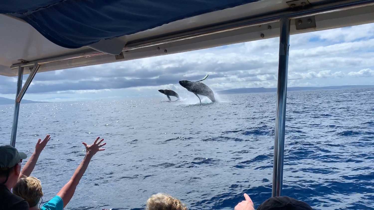 Ultimate Rafting Whale Watch