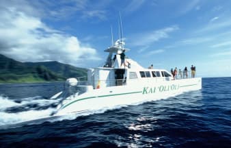 Ocean Joy Dolphin Watch & Snorkel Adventure