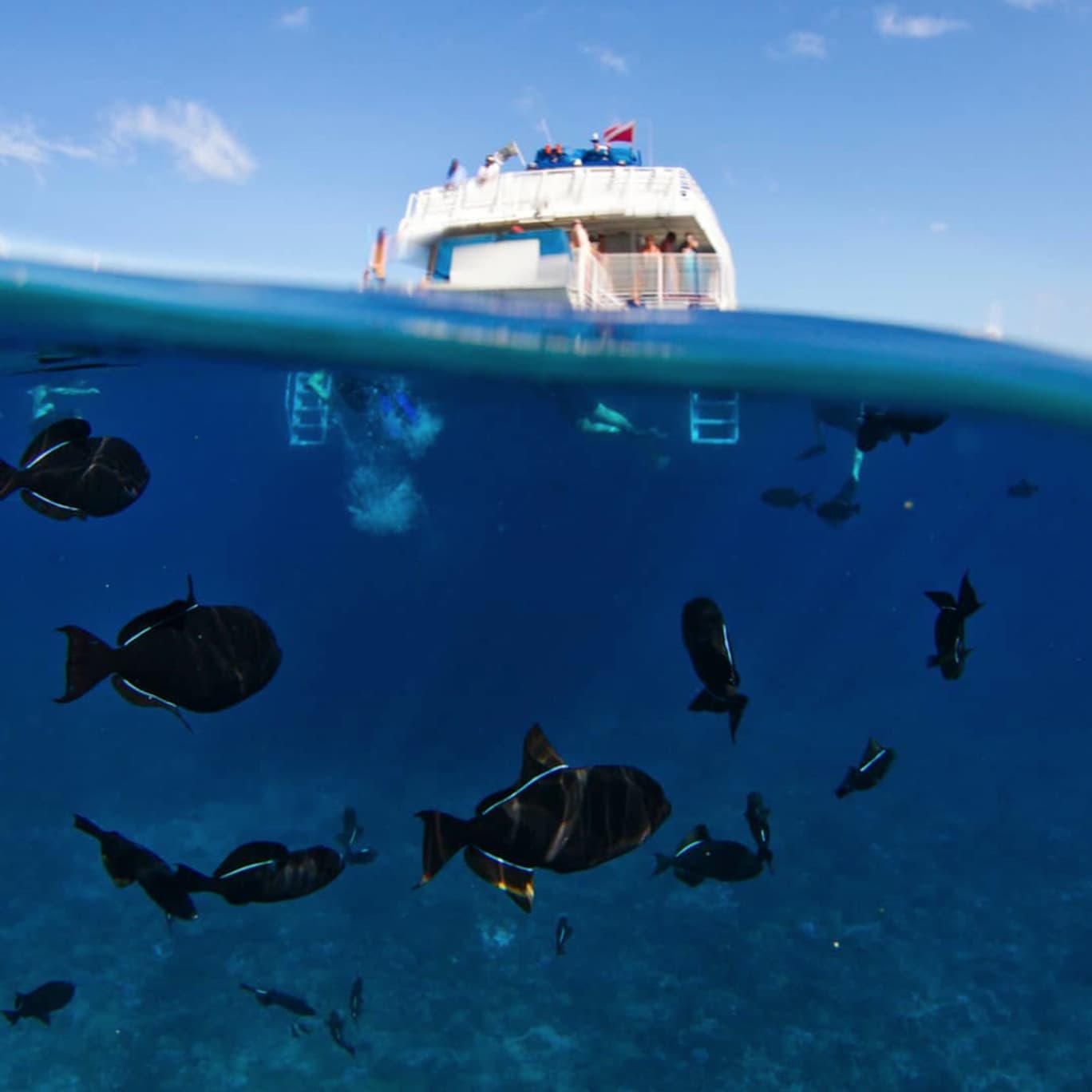 Pacific Whale Foundation Molokini & Turtle Arches Snorkel