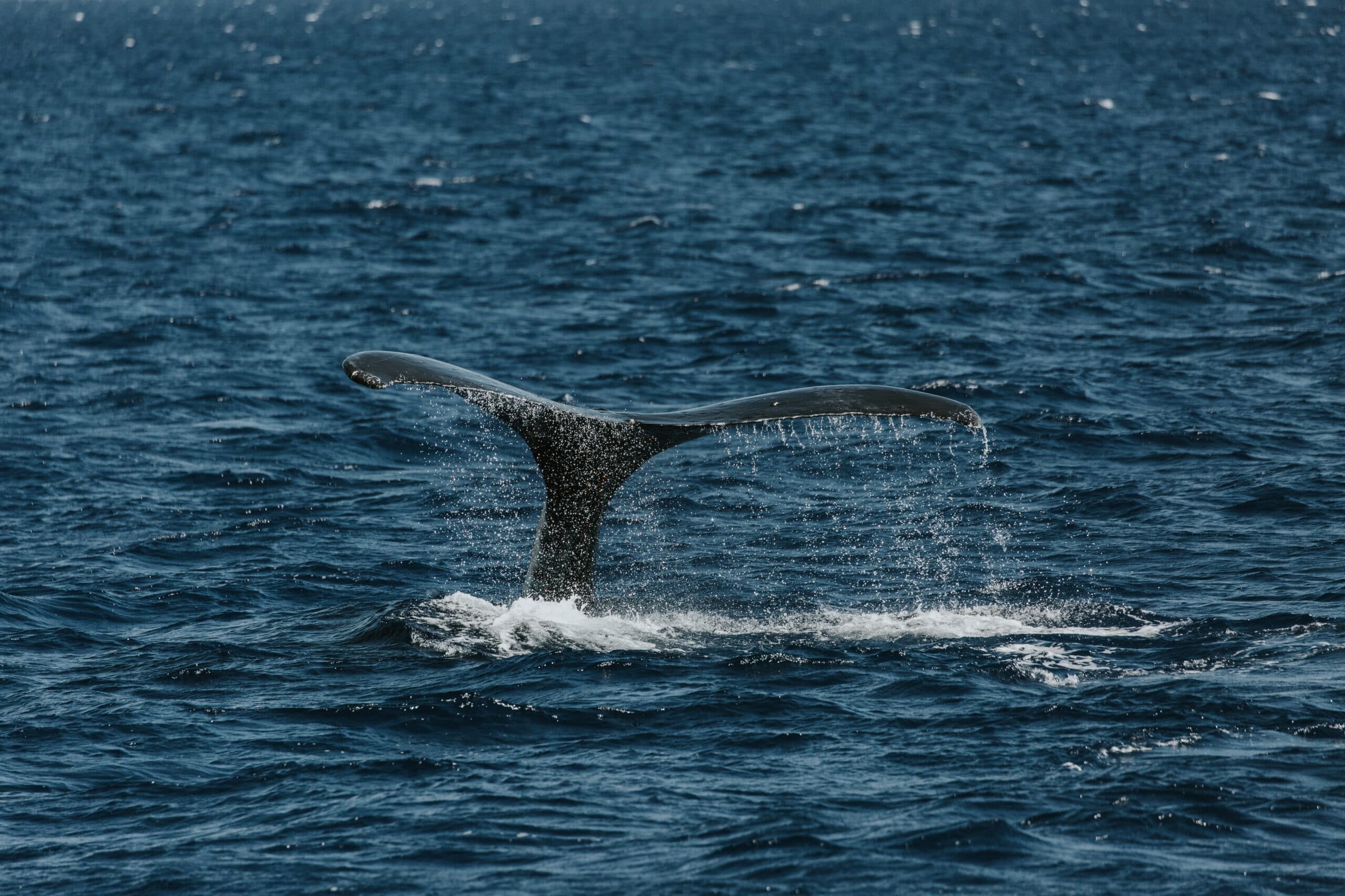 Ali’i Nui Whale Watch - thumbnail 6