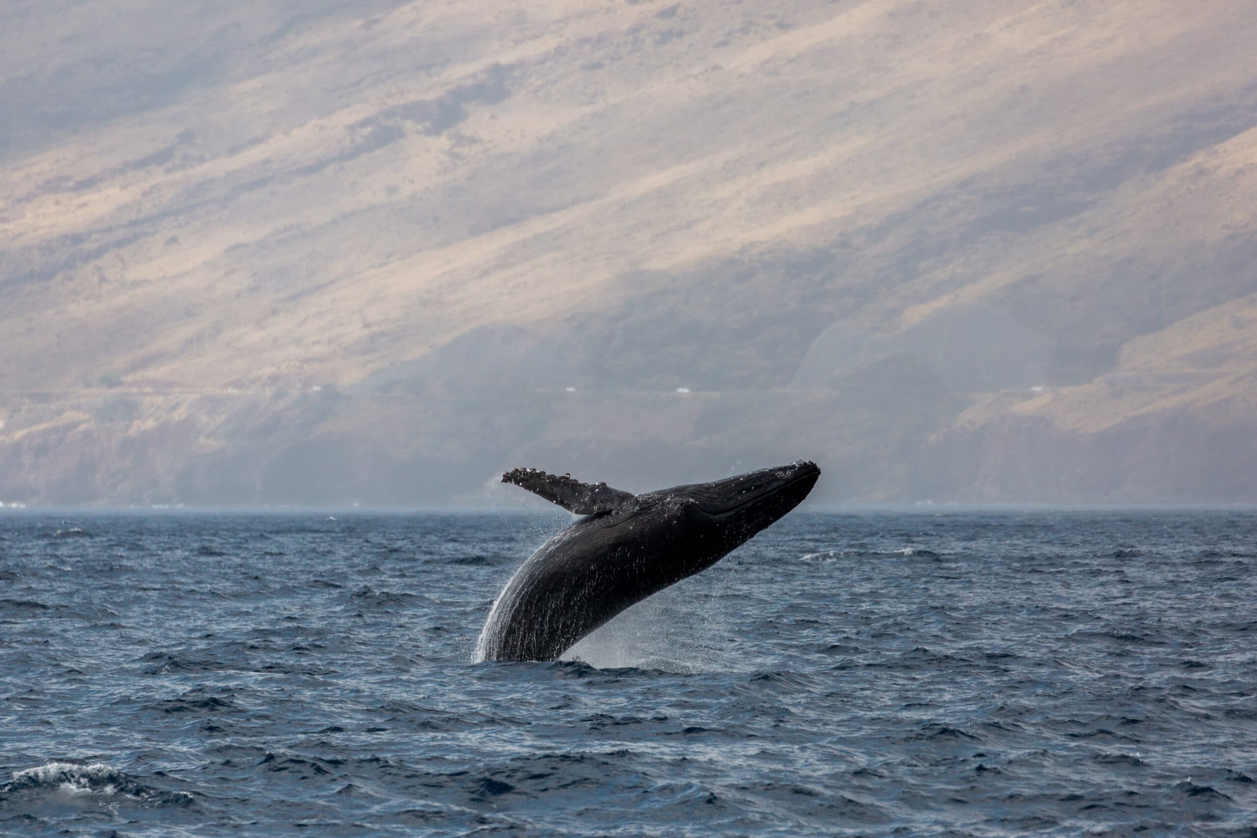 Ali’i Nui Whale Watch - thumbnail 5