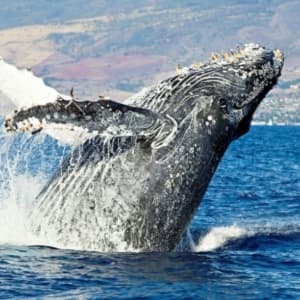 Ali’i Nui Whale Watch