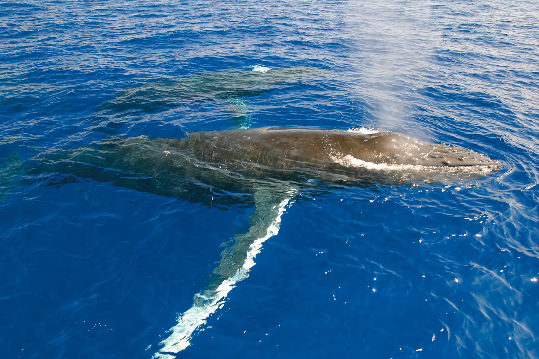 Ali’i Nui Whale Watch - thumbnail 8
