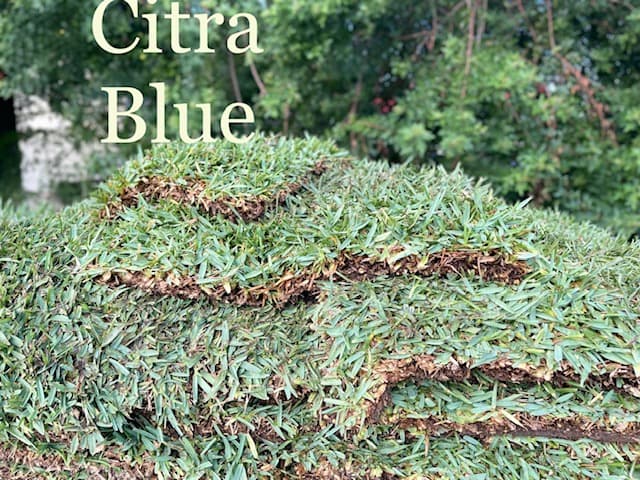 St. Augustine Citra Blue  400 Sq Ft Pick up INCLUDES DELIVERY