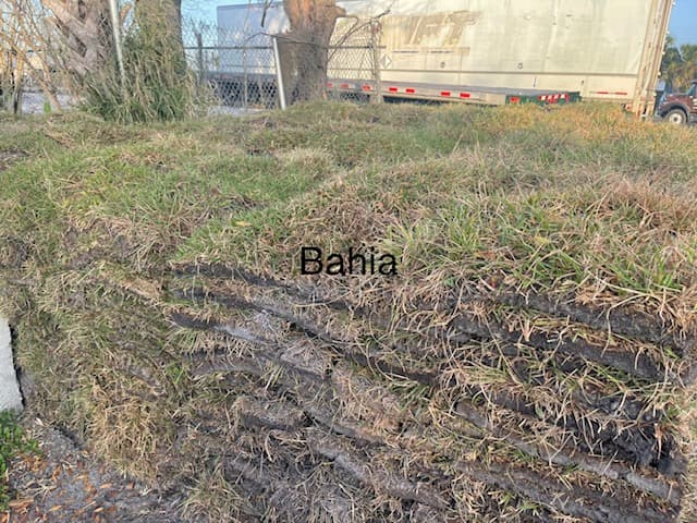 Argentine Bahia 400 sq ft Includes Delivery