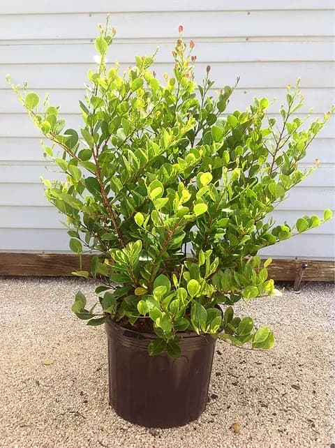 Cocoplum Red tip 3 gallon ( Enjoy FREE delivery when you spend $50 or more on plants !