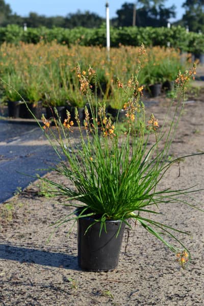 Bulbine 1 gallon (Yellow) (includes delivery)