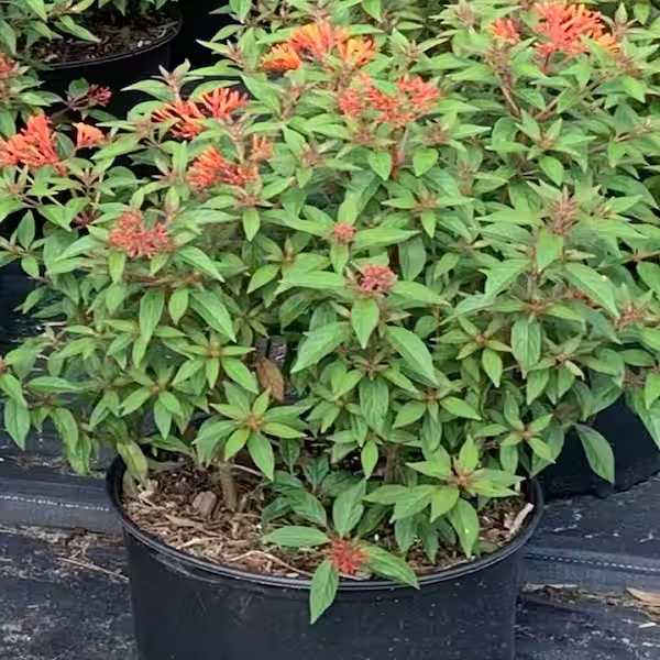 Firebush 3 gallon  ( Enjoy FREE delivery when you spend $50 or more on plants !
