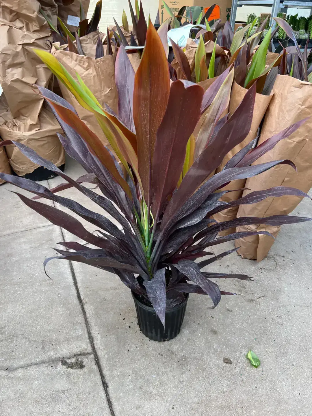 Cordyline Black Magic 3 gallon  ( Enjoy FREE delivery when you spend $50 or more on plants !