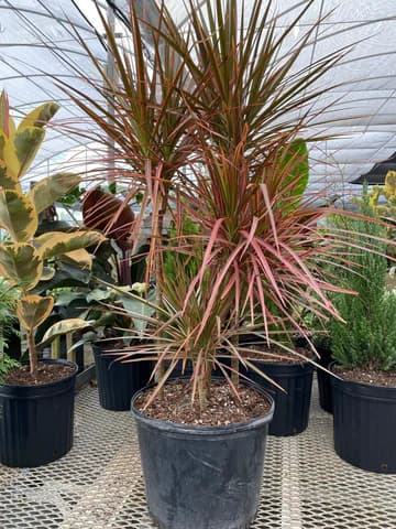 Dracaena 3 gallon  ( Enjoy FREE delivery when you spend $50 or more on plants !