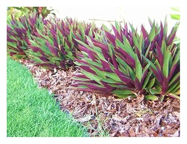 Dwarf Oysters 1 gallon  ( Enjoy FREE delivery when you spend $50 or more on plants !