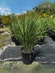 Fakahatchee grass 3 gallon ( Enjoy FREE delivery when you spend $50 or more on plants !