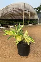 Ginger Variegated 3 gallon  ( Enjoy FREE delivery when you spend $50 or more on plants !